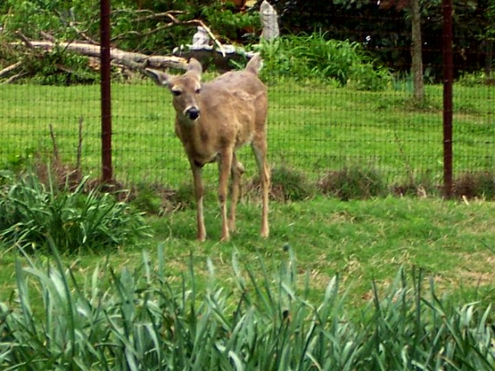 Daisy Deer.jpeg