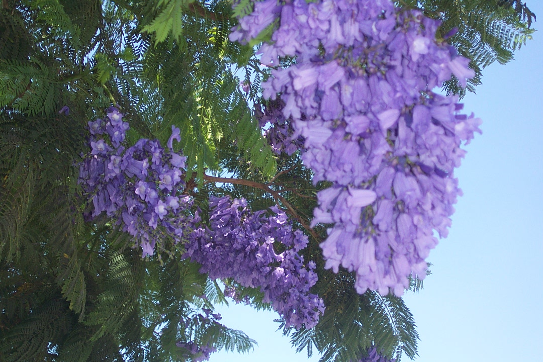 dcp_0290_Jacaranda_mimosifolia_070806.jpg