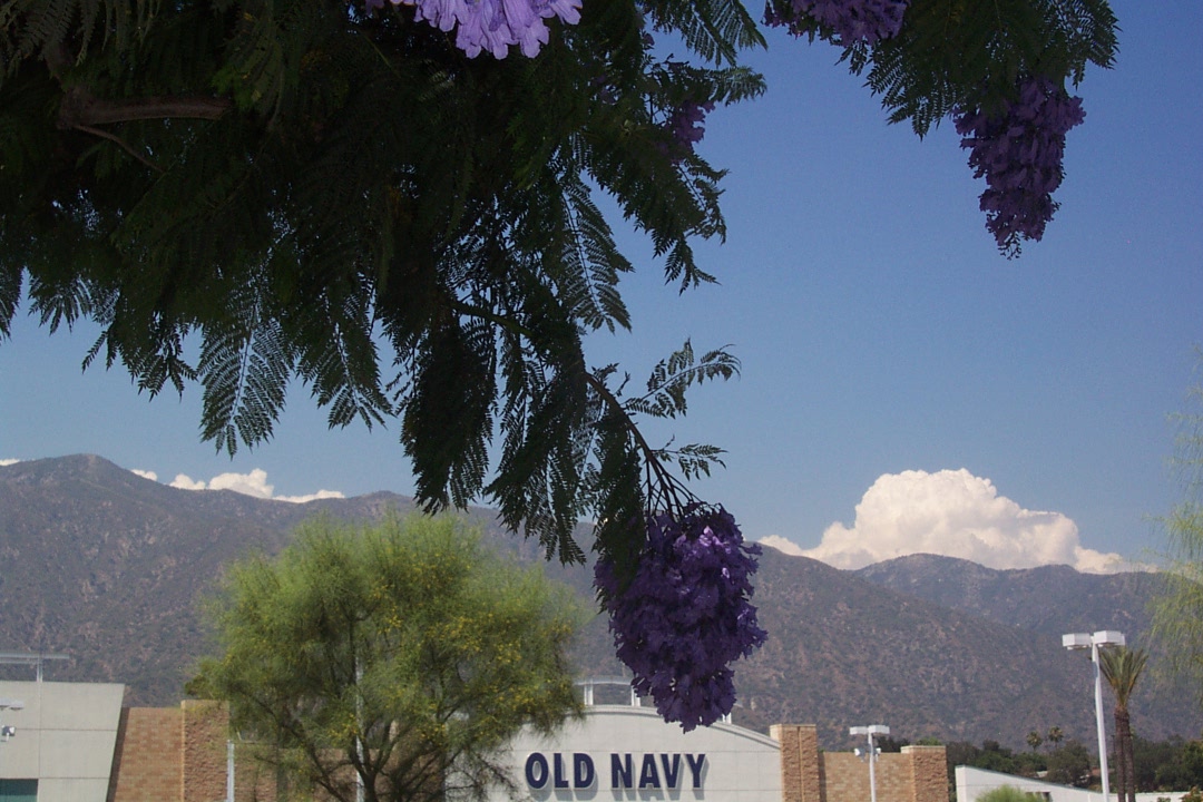 dcp_0291_Jacaranda_mimosifolia_070806.jpg