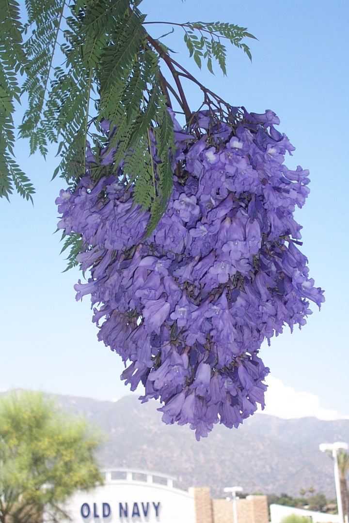 dcp_0292_Jacaranda_mimosifolia_070806.jpg