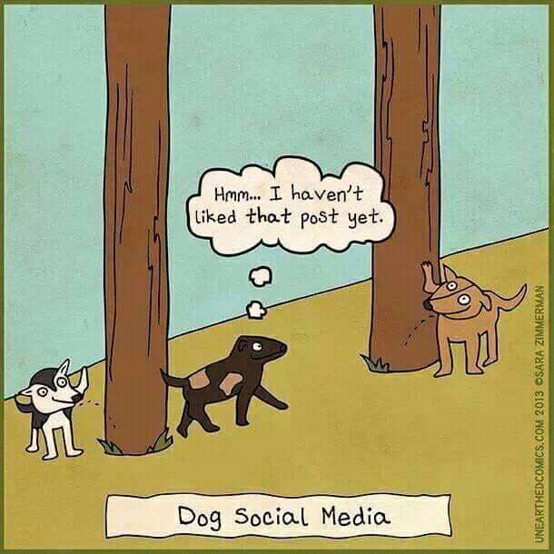 dogsocialmedia.jpg