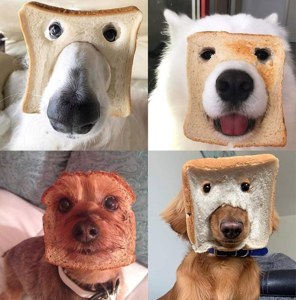 dogtoast.jpg