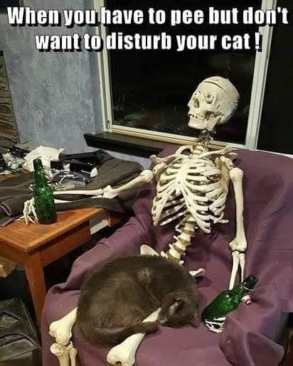 dontdisturbcat.jpg