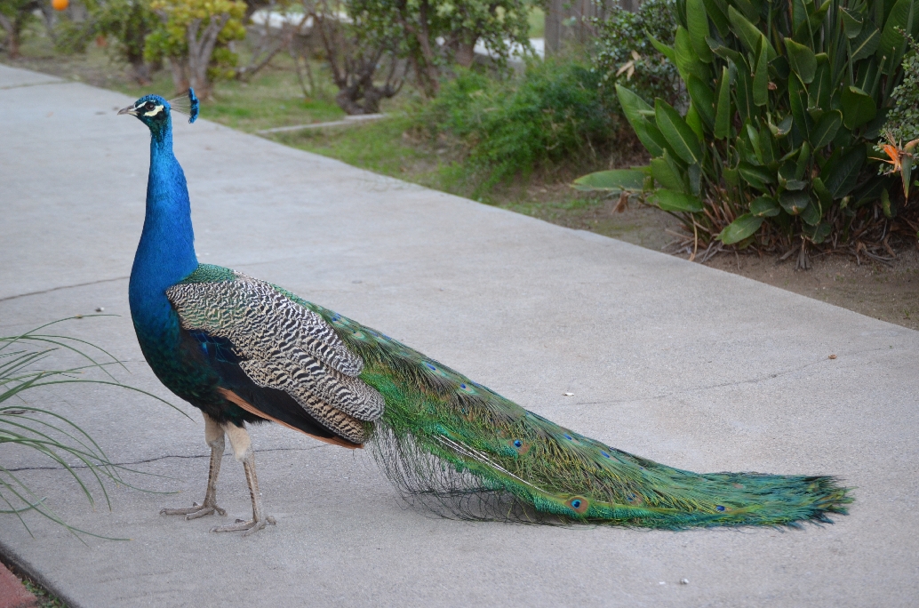 dsc_0475_MrPeacock_020312.jpg