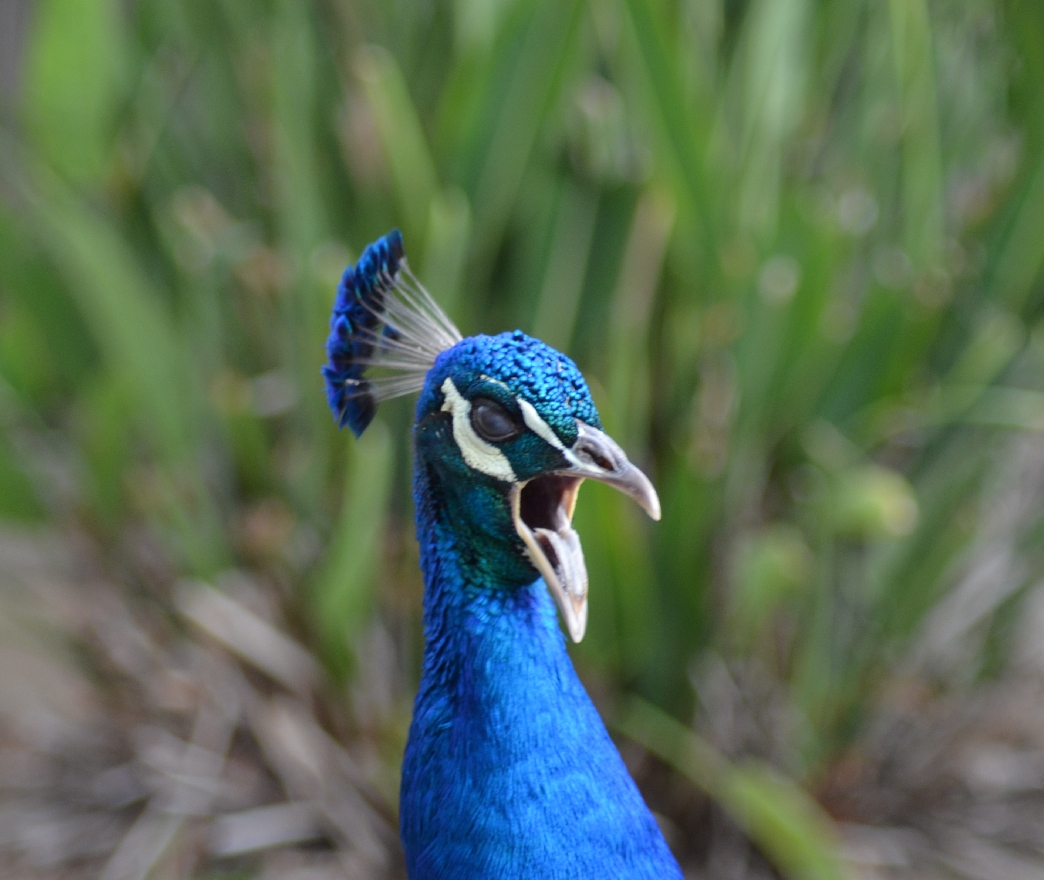 dsc_1933_MrPeacock.jpg