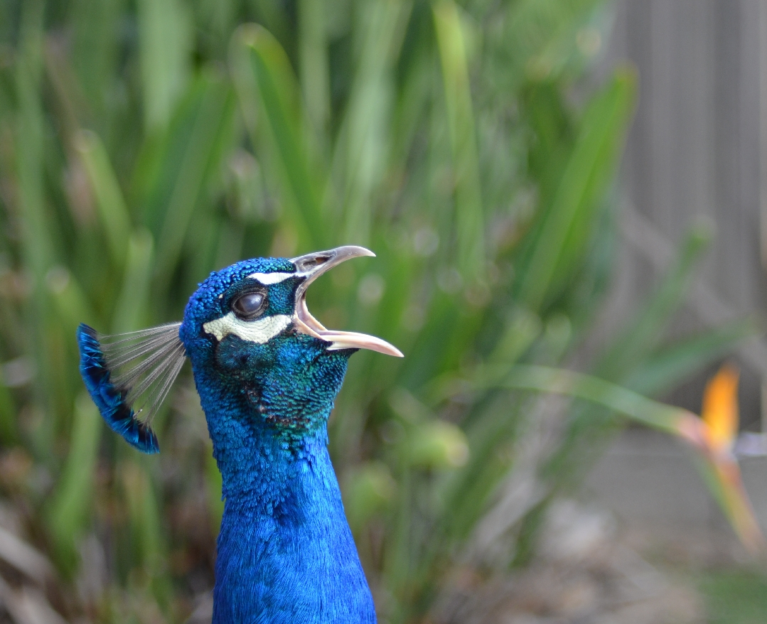 dsc_1943_MrPeacock.jpg
