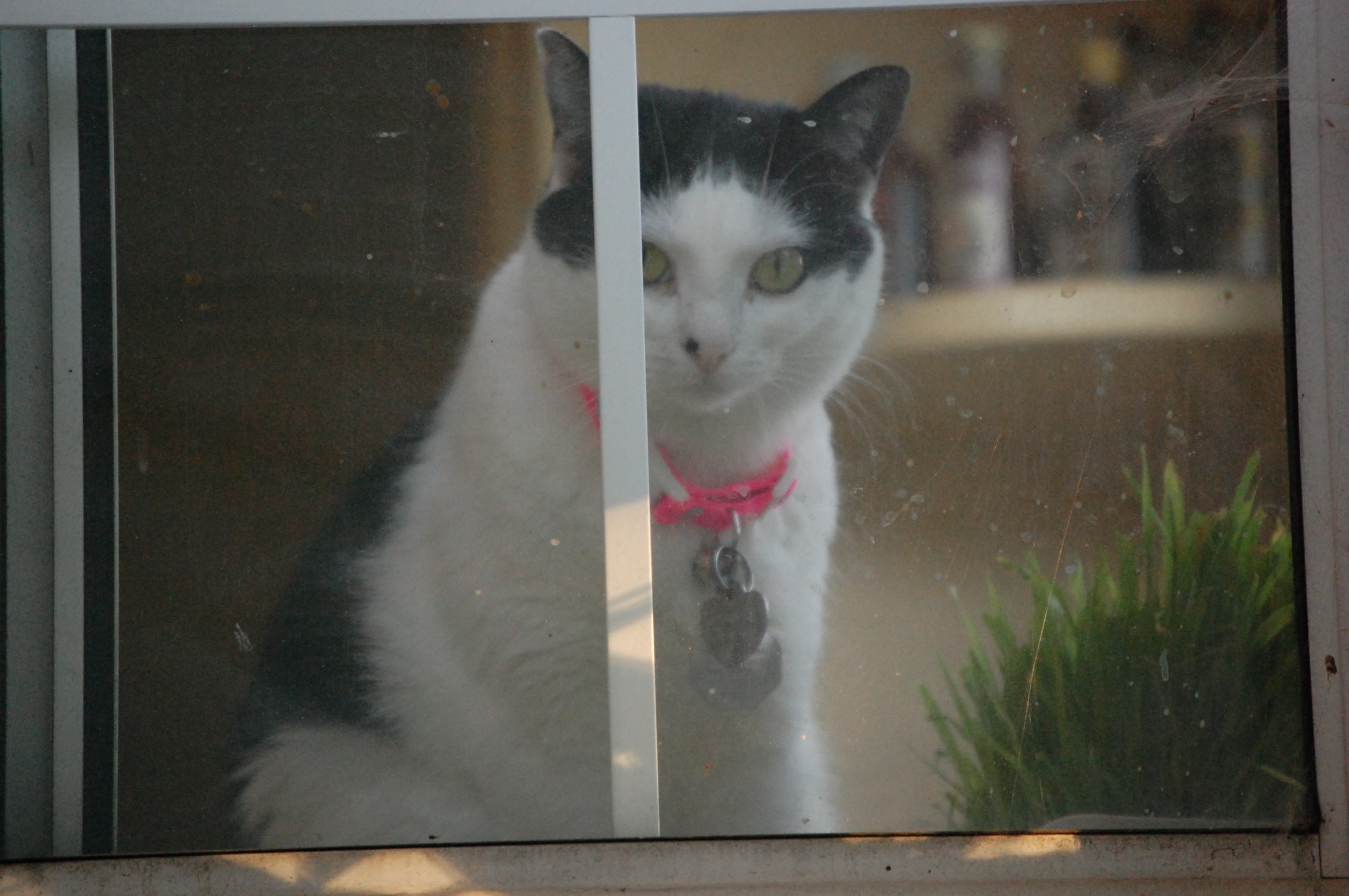 dsc_2110_JoyNoelle_091908.jpg