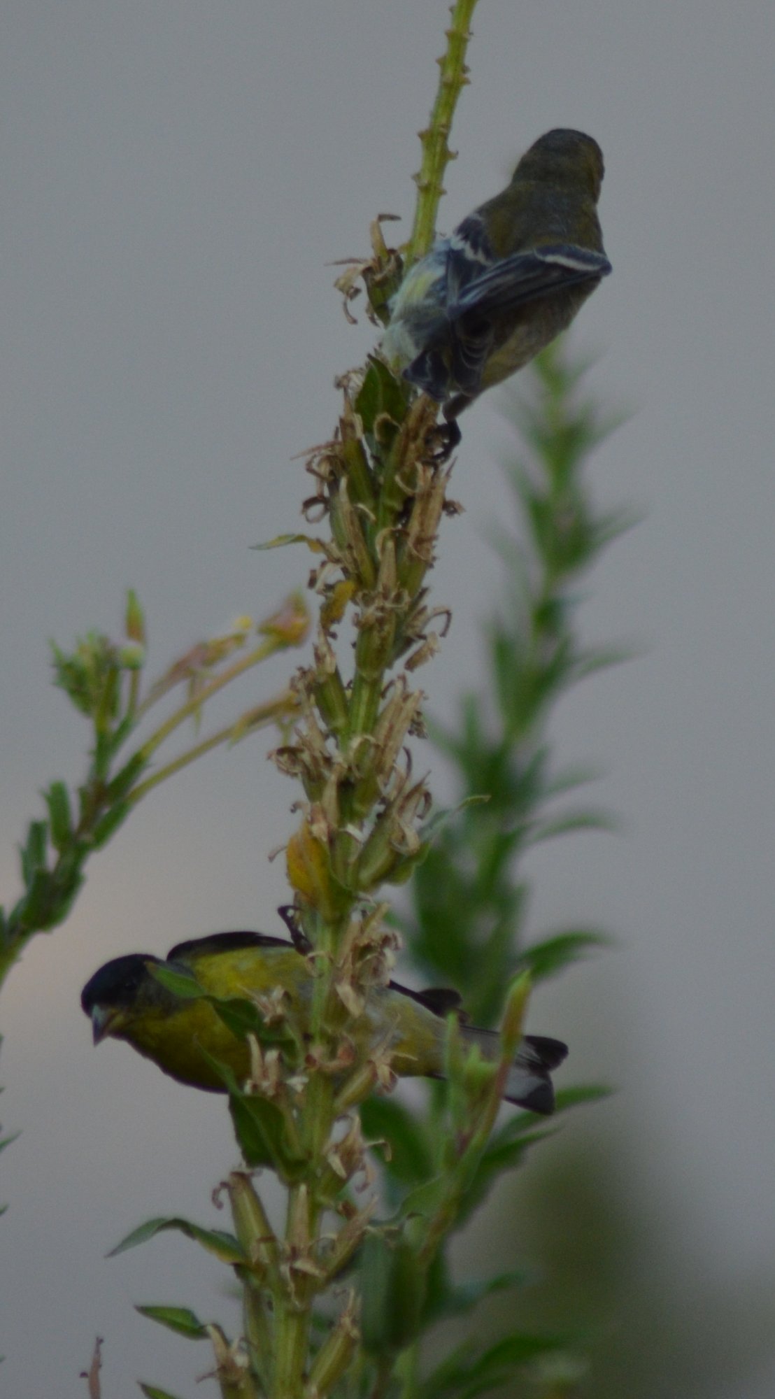 dsc_6096_lesser_goldfinch.jpg