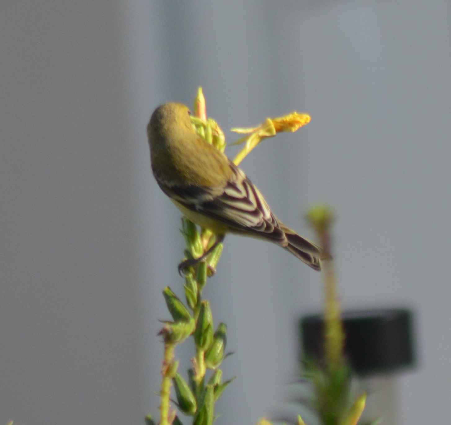 dsc_6100_lesser_goldfinch.jpg