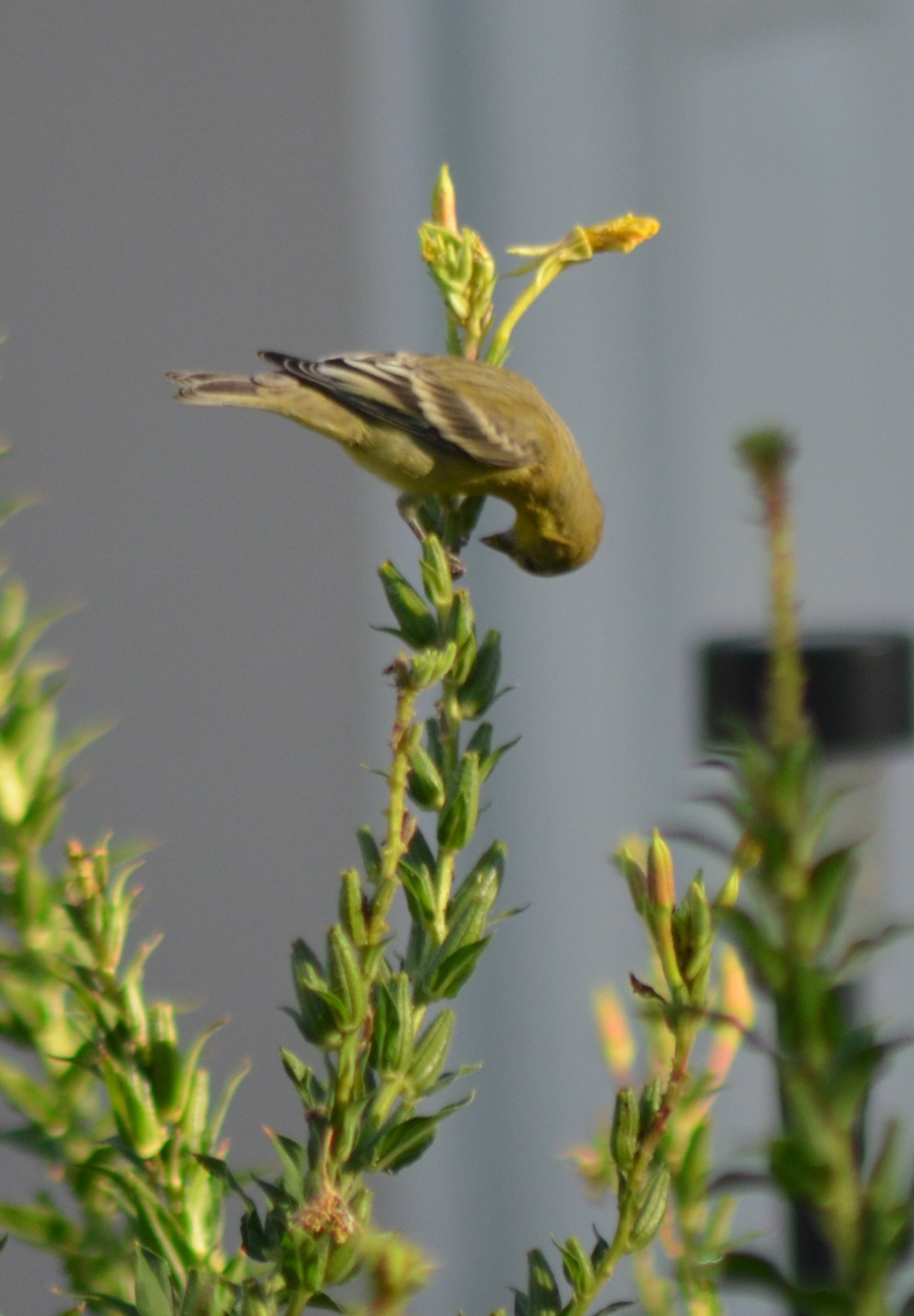 dsc_6104_lesser_goldfinch.jpg