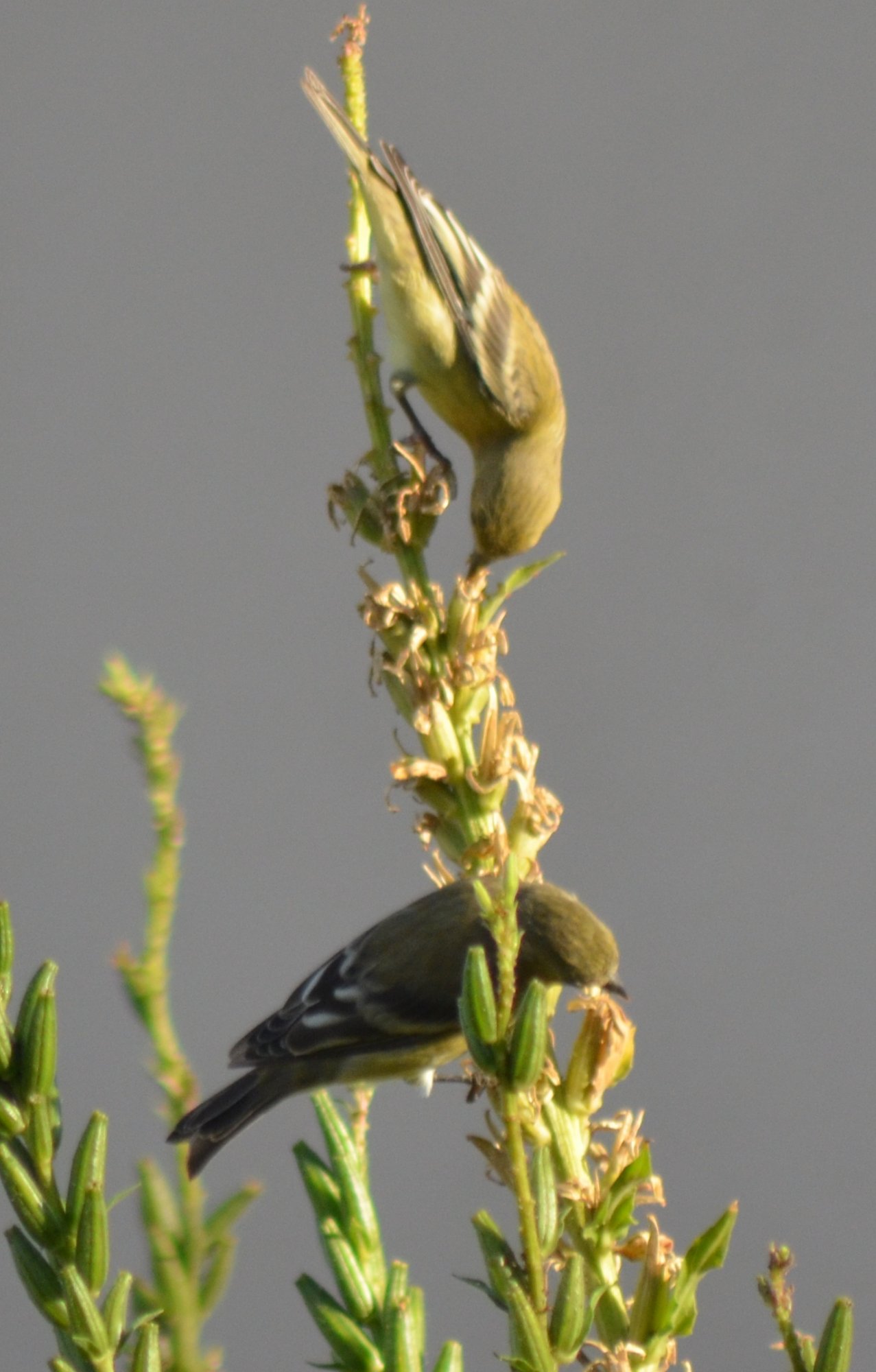 dsc_6106_lesser_goldfinch.jpg