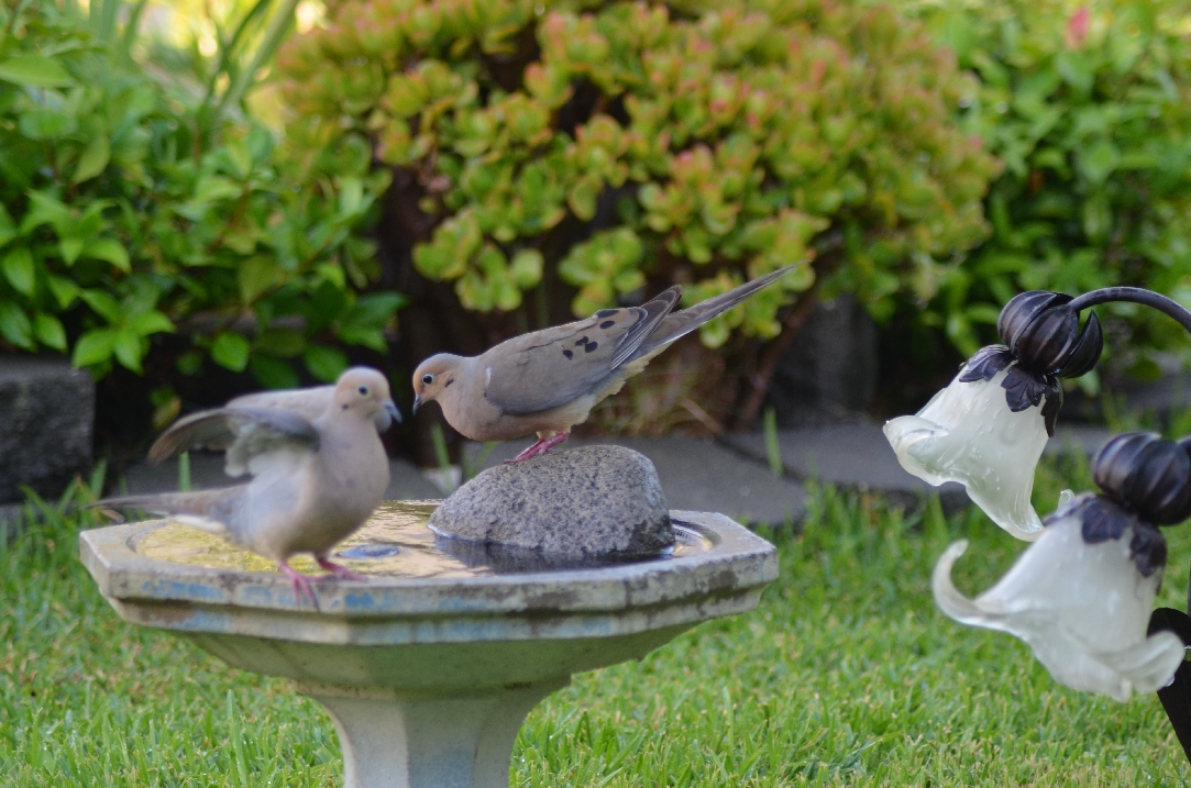 dsc_6115_doves_birdbath.jpg