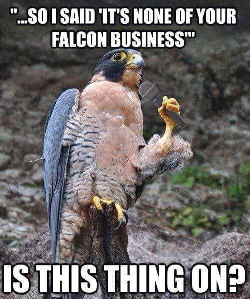 falconpun.jpg