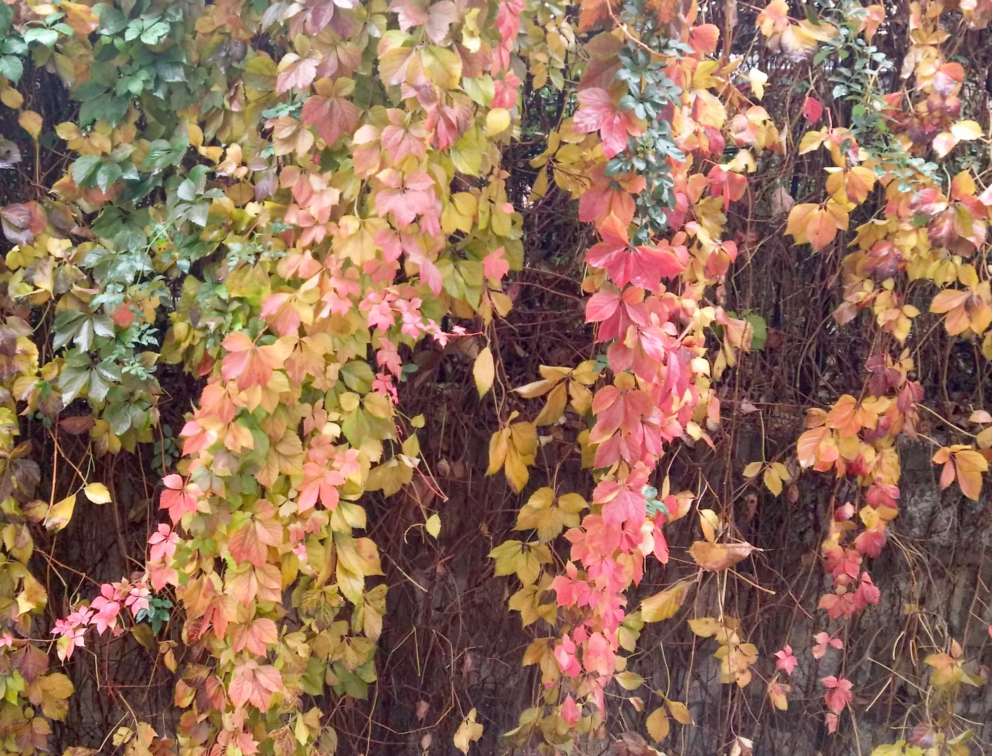 falling leaves.jpg