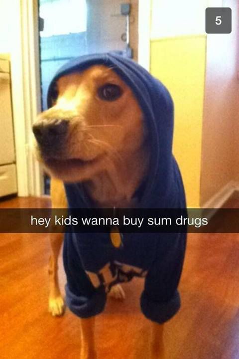 foundhoodiedogonsnapchat-23642.jpg