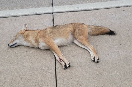 Fox.jpg