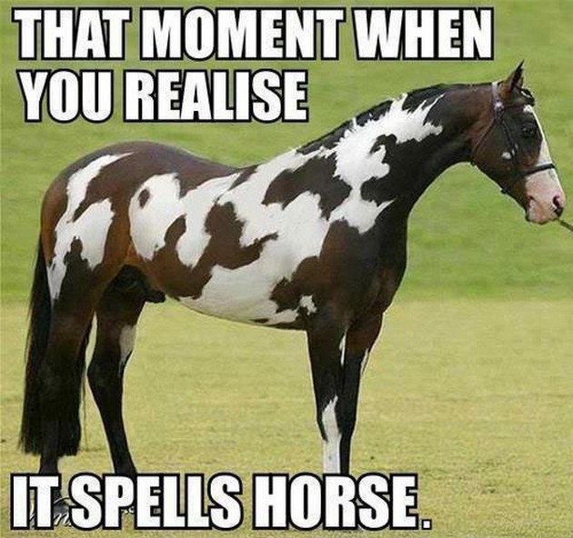 Funny-Horse-Memes-03.jpg