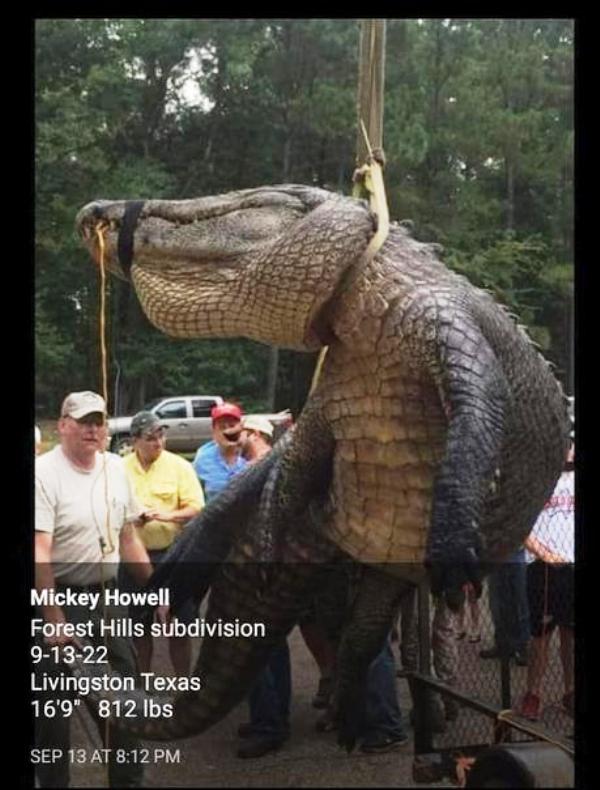 gator.jpg