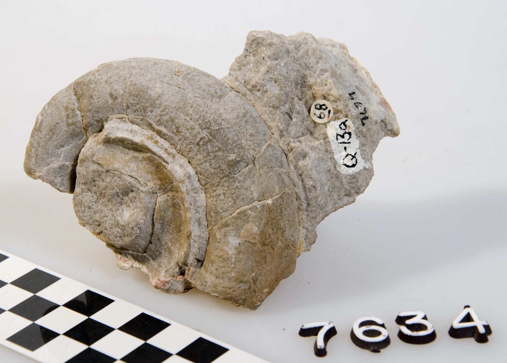 Grand_Canyon_National_Park_GRCA_7634_Fossil_GASTROPOD_STRAPAROLUS_-_Flickr_-_Grand_Canyon_NPS.jpg
