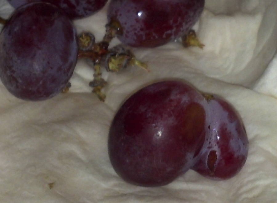grapes_1.jpg