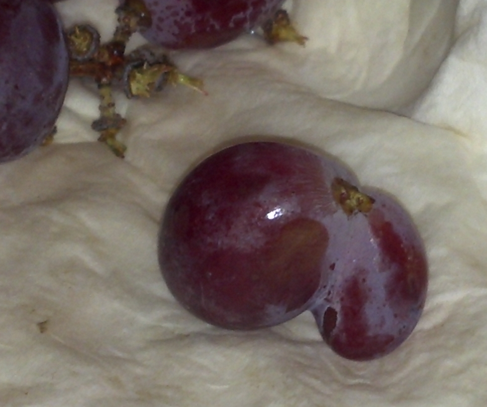 grapes_2.jpg