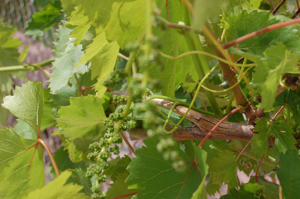 grapes_2.jpg