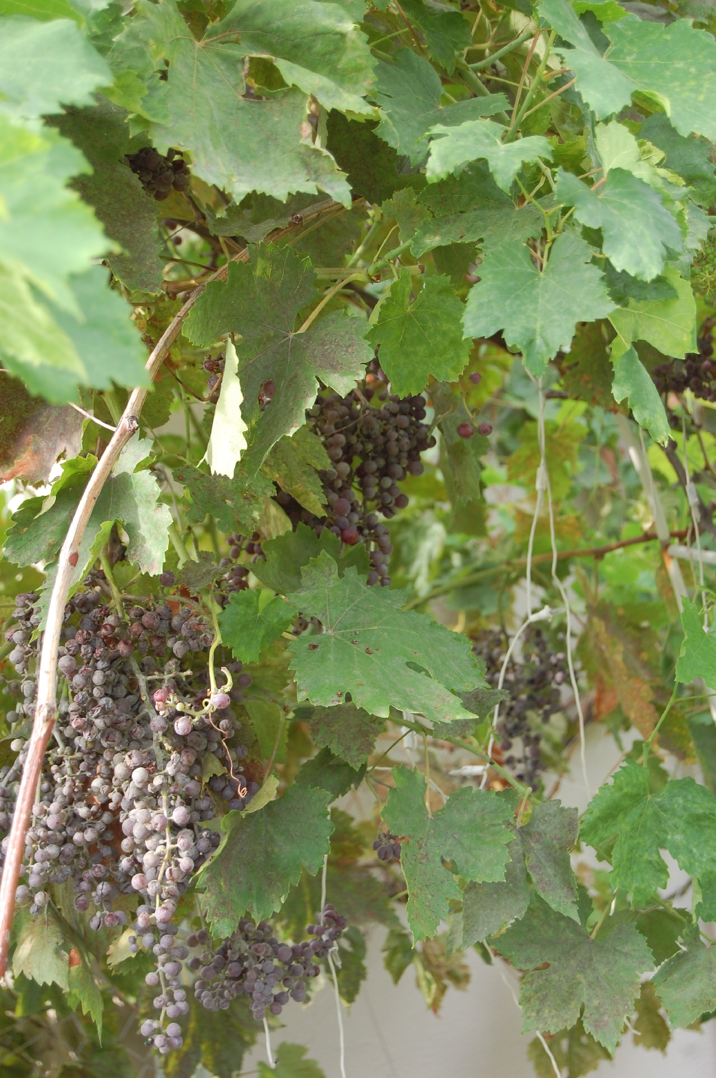 grapes_4.jpg