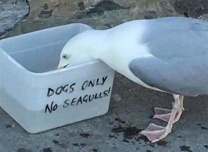 !gulls can't read.jpg