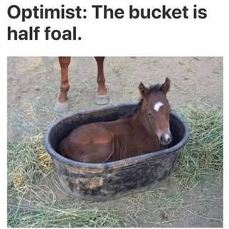 half-foal.jpg