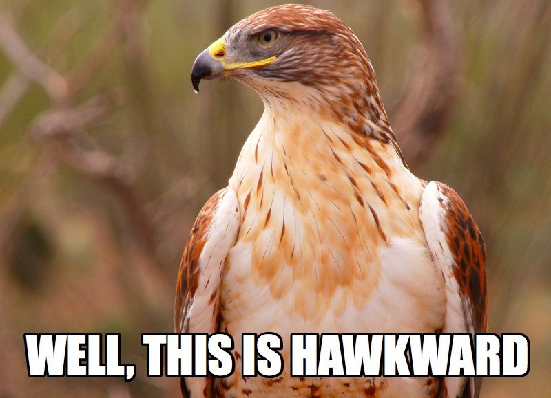 HAWK-PUN.jpg