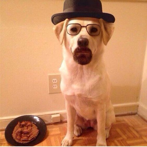 heisendog.jpg