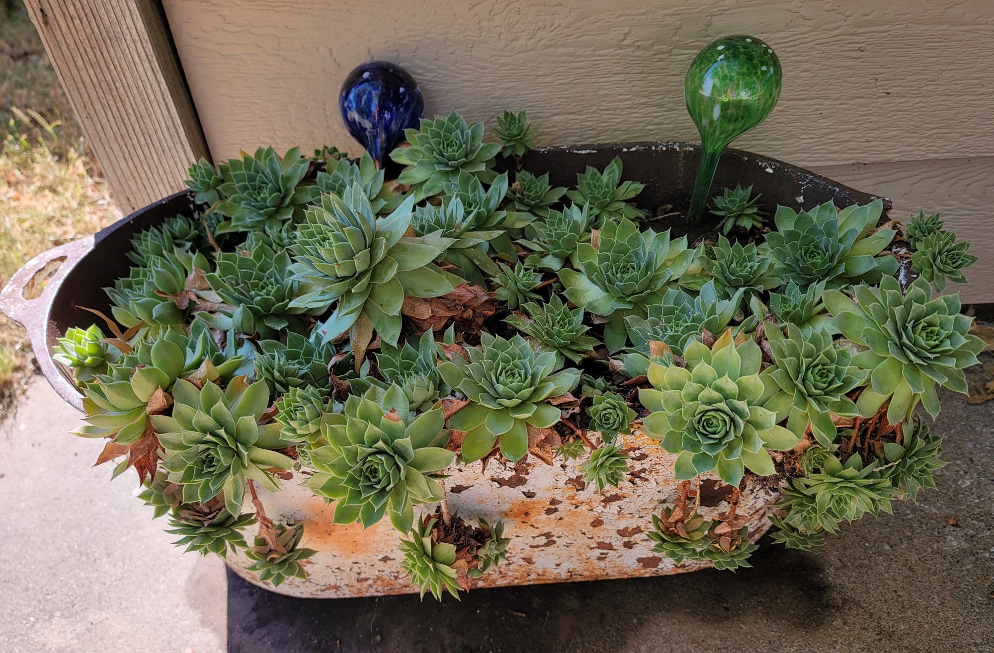 Hens n Chicks.jpg