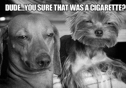 HighDoggies.jpg