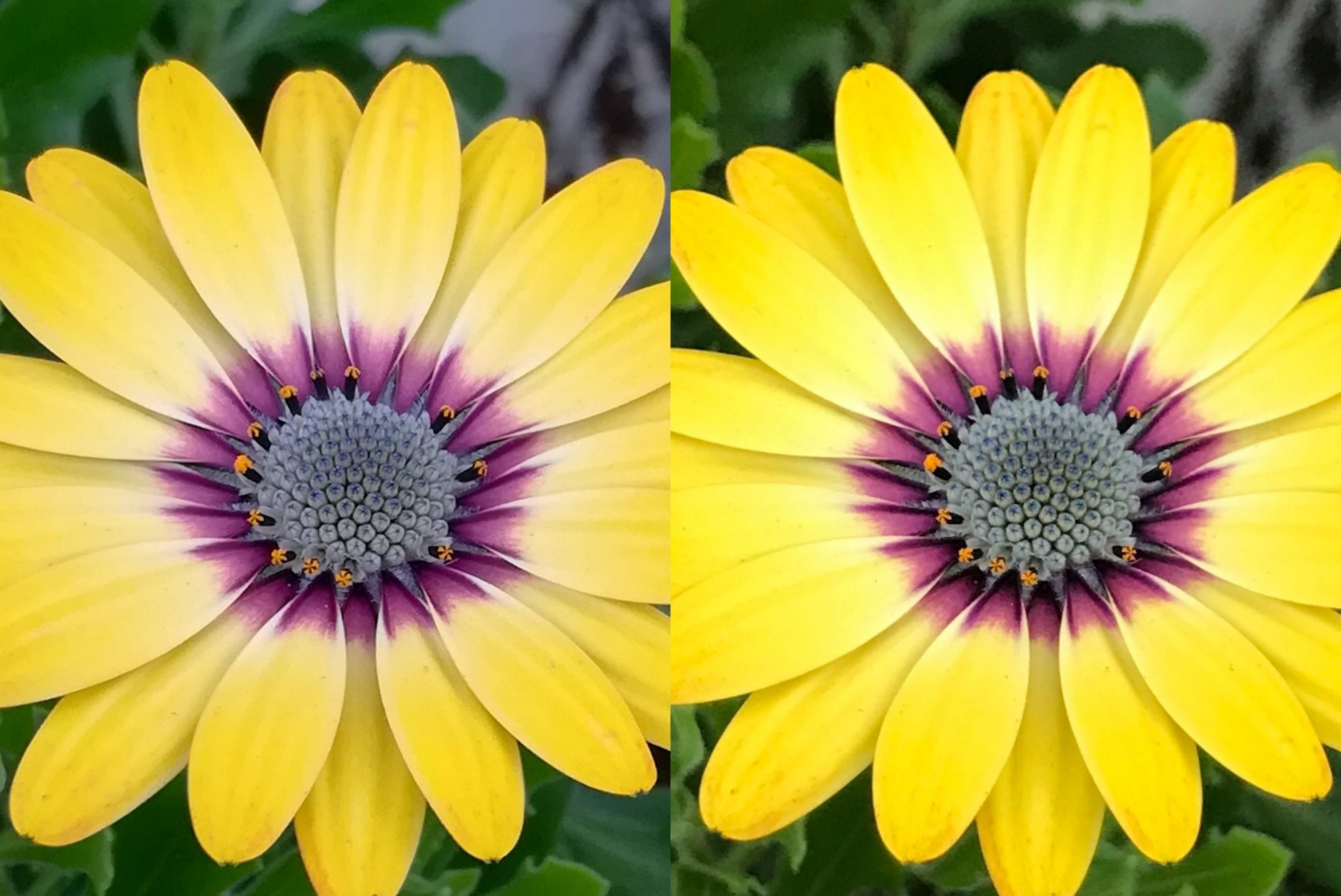 honor 6x vs iphone 7 camera test 2.jpg