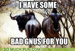 i-gnu-before-you-even-said-it.jpeg