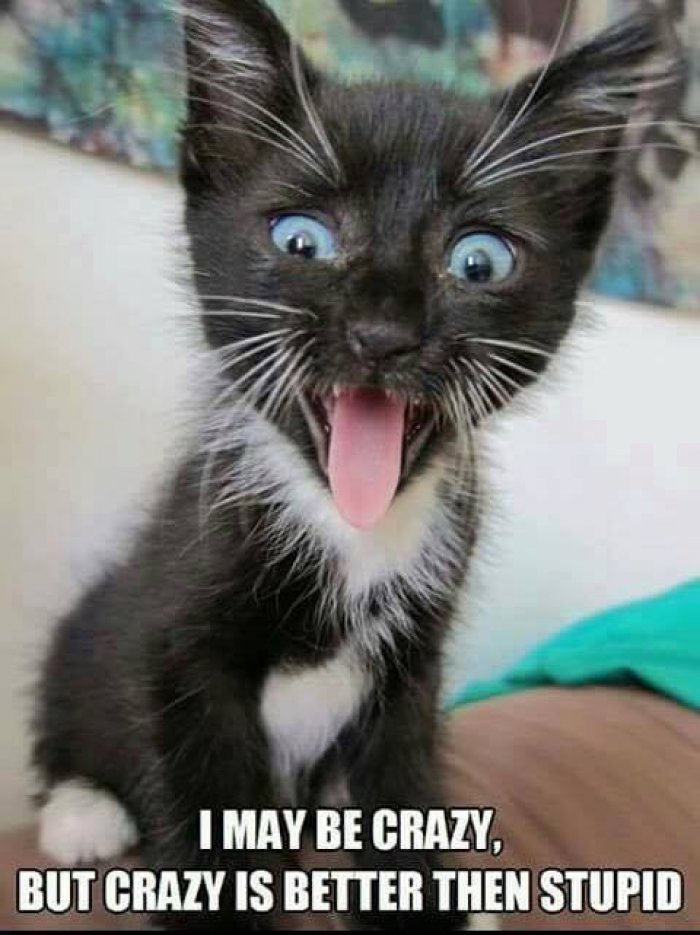 I-ma-be-crazy-cute-kitten-meme.jpg