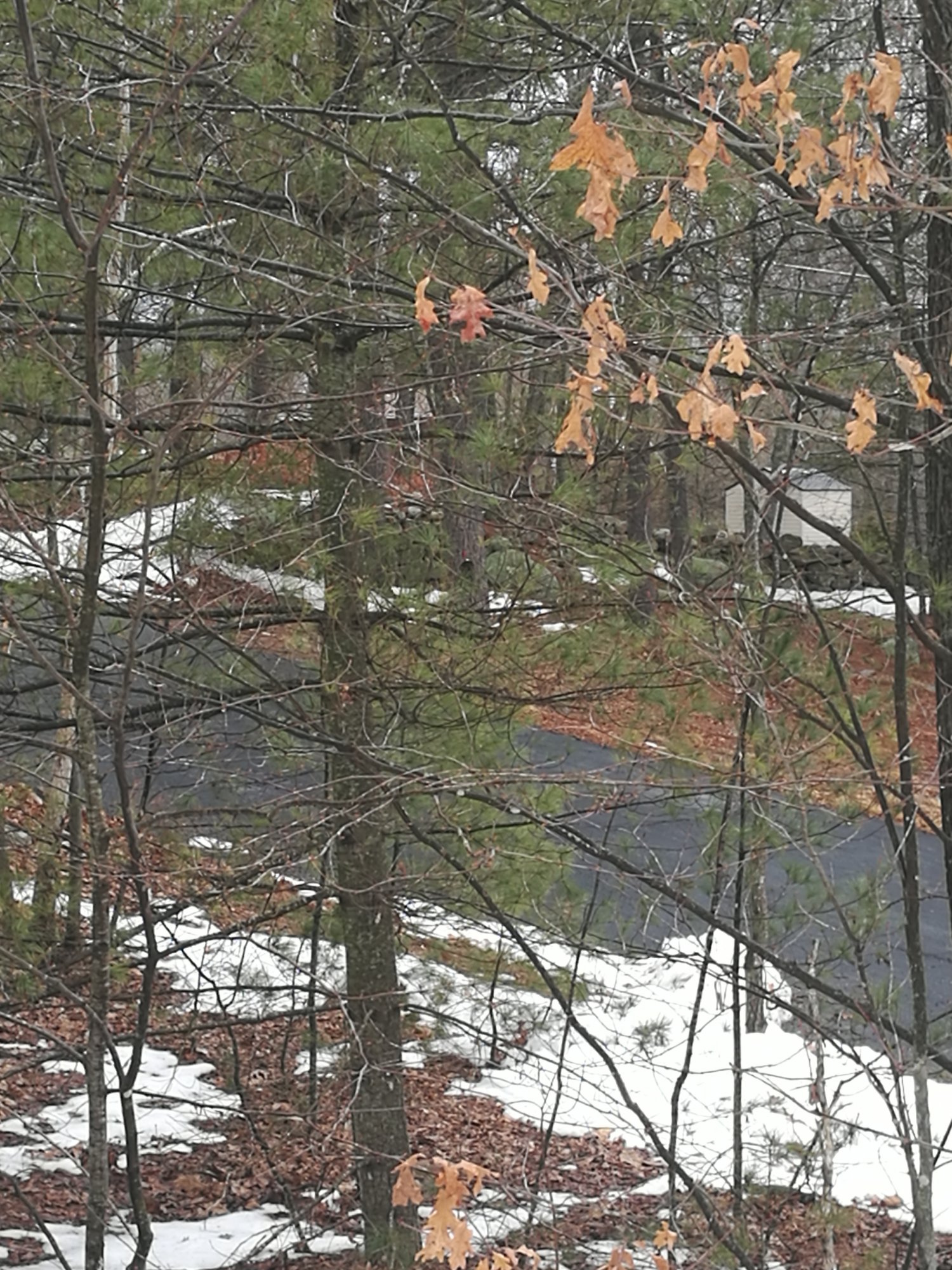 IMG_20170325_094116.jpg