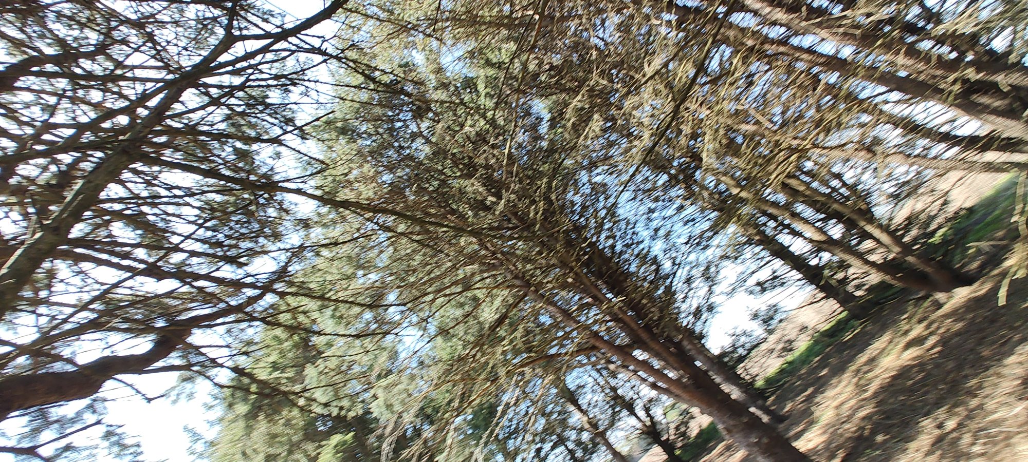 IMG_20250424_112921954_BURST260.jpg
