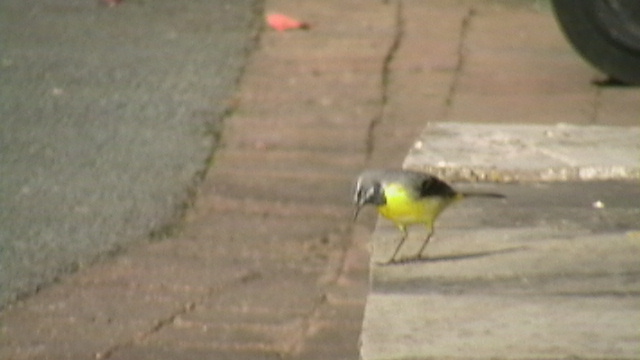 IMGA0022.JPG