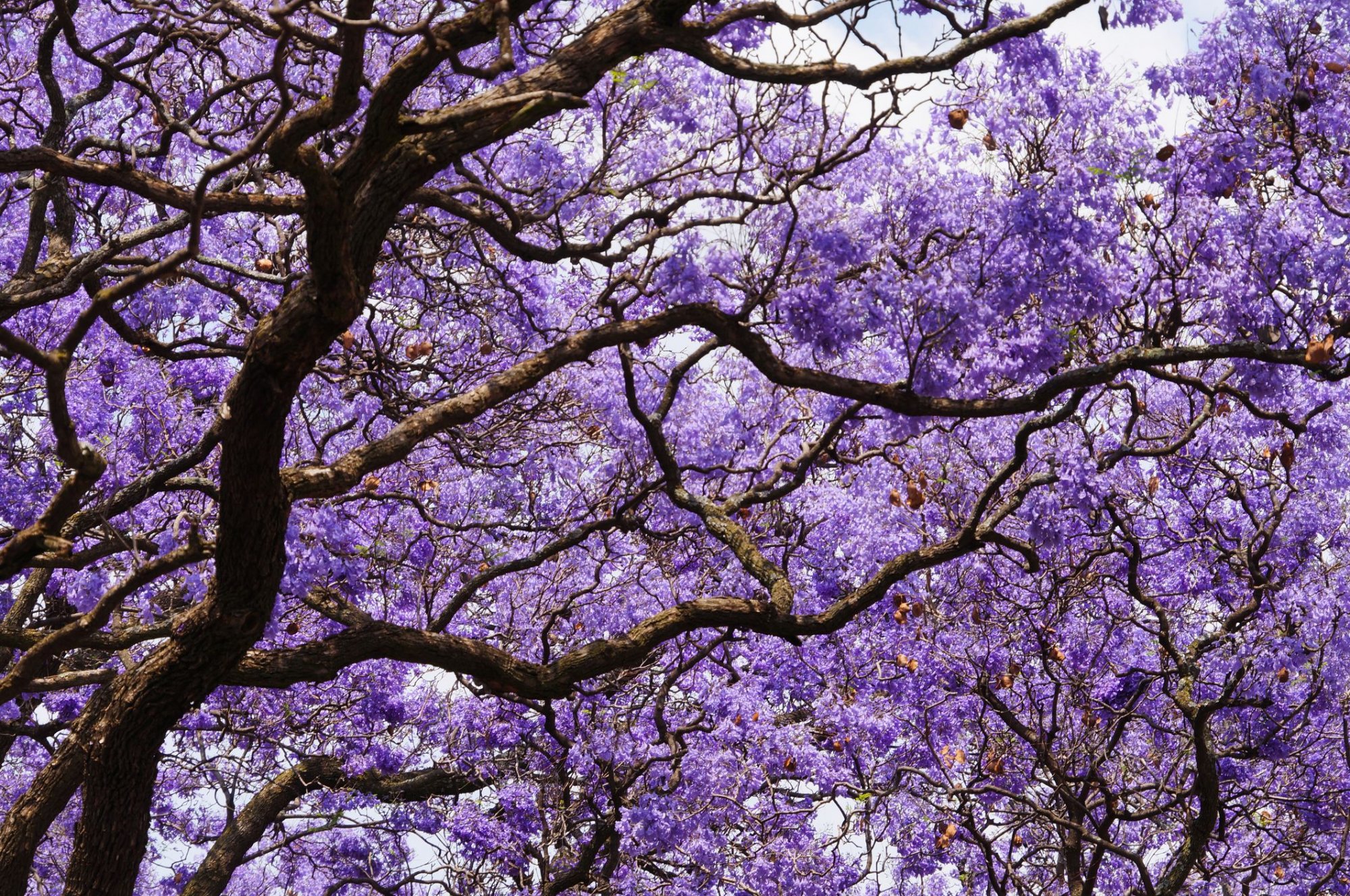 Jacarandatrees-GettyImages-618950500-2f9f5b4790c74b2099159f029802aa1f.jpg