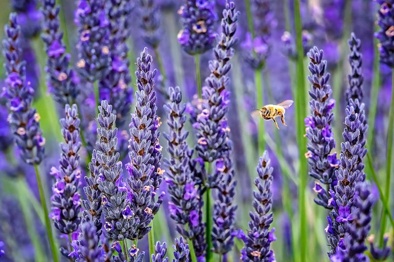 Lavender.jpg