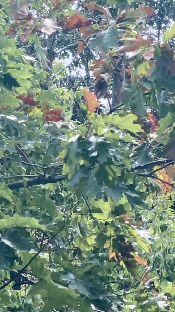 leaves.jpg