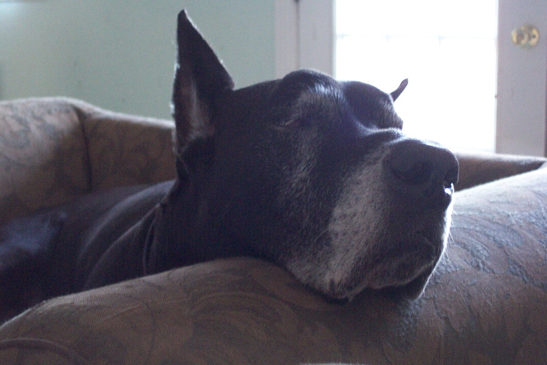 LittleFreddies_head.JPG