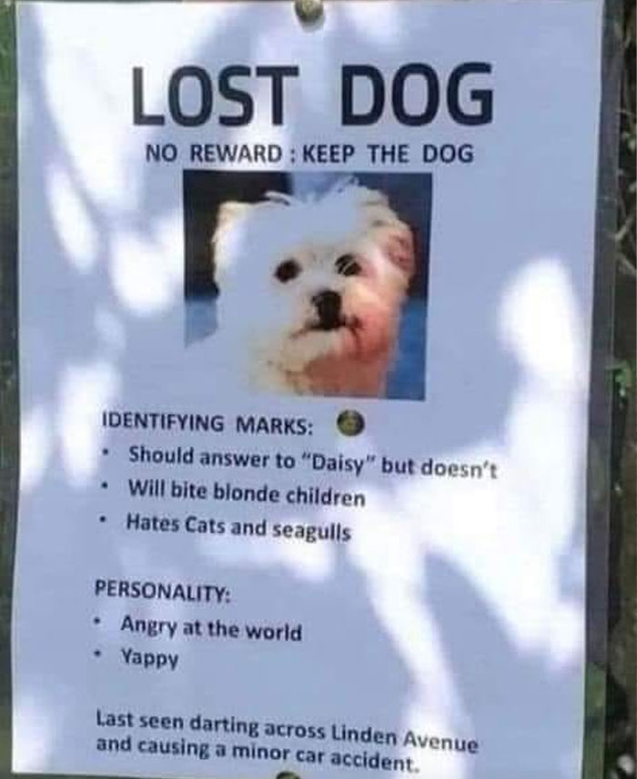 - Lost Dog.jpg