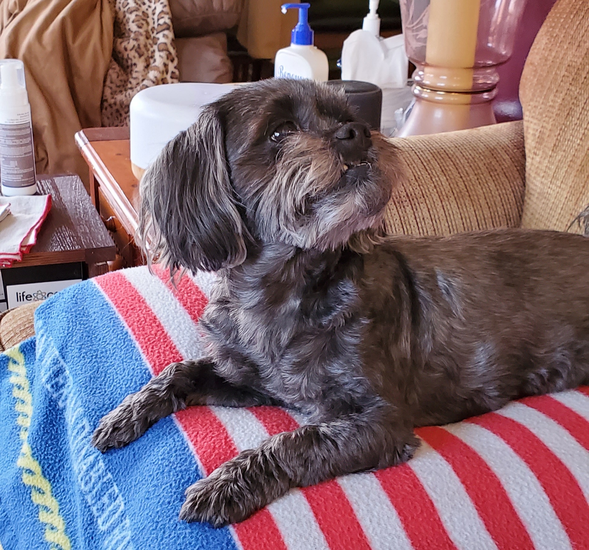 Lucy2012.jpg