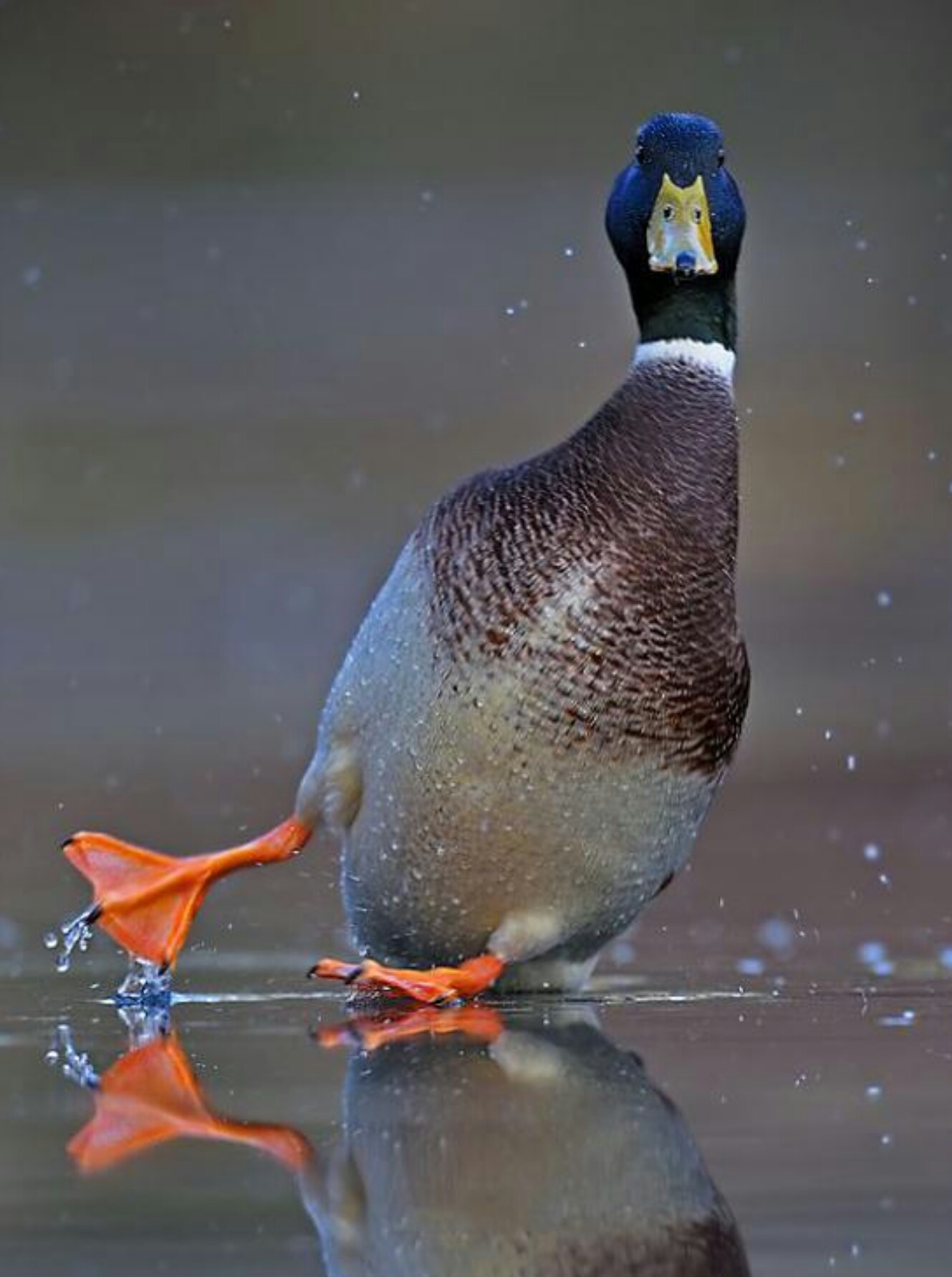 majestic-mallard.JPG