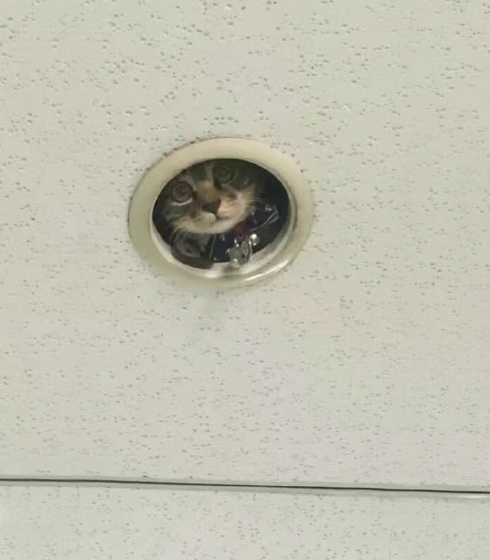 office-ceiling-cat-monitoring-omocha-no-uma-2.jpg
