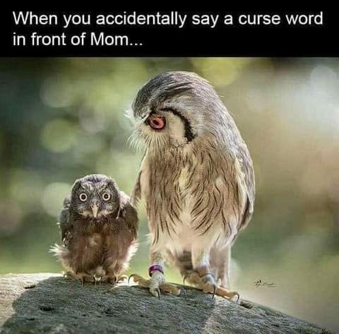 owlcurseword.jpg