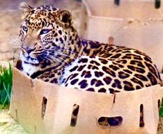 pantherproduce.jpg