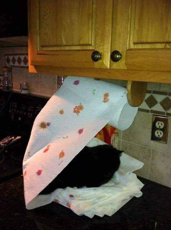 papertowelcat.jpg